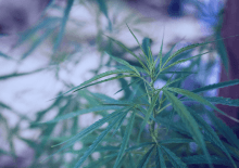 Alabama Marijuana Tax Revenue 2026.png